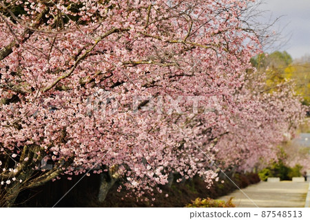 Tenri Sakura Tenri Sakura 87548513