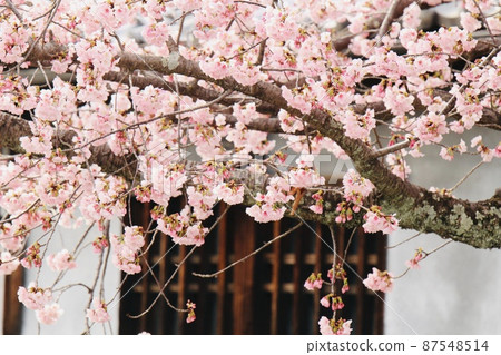 Tenri Sakura 87548514