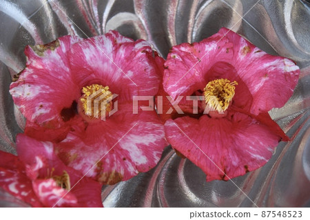 Nara three camellias 87548523
