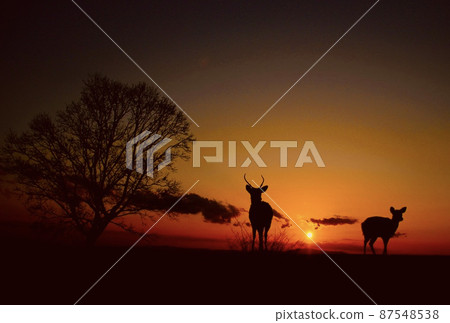Nara deer Nara deer 87548538