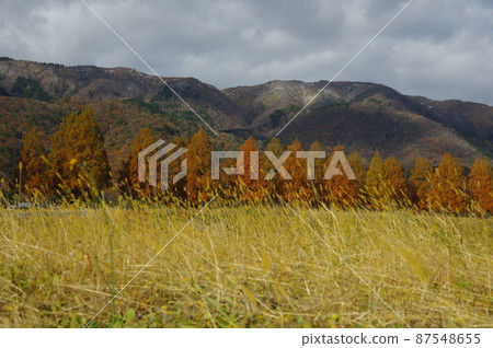 Autumn Shiga Prefecture Makino Pickland walk Autumn Shiga Prefecture Makino Pickland walk 87548655