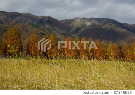Autumn Shiga Prefecture Makino Pickland walk Autumn Shiga Prefecture Makino Pickland walk 87548656