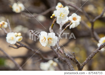 Plum blossoms blooming in Sumpu Castle Park, Shizuoka Prefecture Plum blossoms blooming in Sumpu Castle Park, Shizuoka Prefecture 87548733
