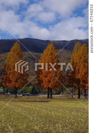 Shiga Prefecture Makino Pickland scenery in autumn 87548858