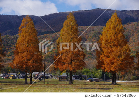 Shiga Prefecture Makino Pickland scenery in autumn Shiga Prefecture Makino Pickland scenery in autumn 87548860