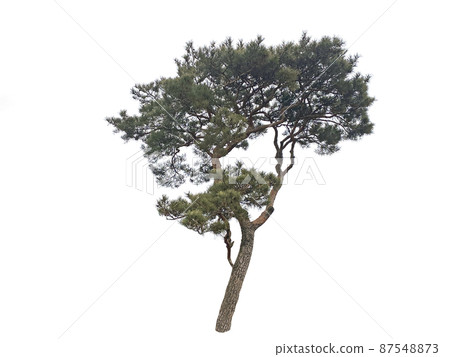 樹,透明背景,多汁 樹,透明背景,多汁 87548873