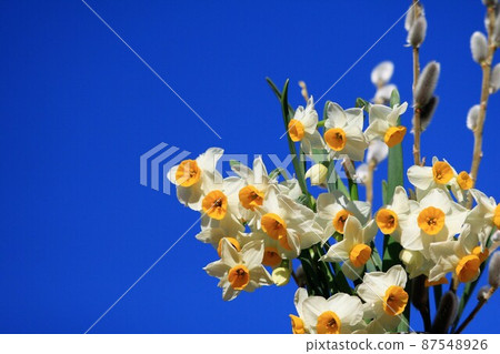 Narcissus flowers blooming against the clear sky Narcissus flowers blooming against the clear sky 87548926