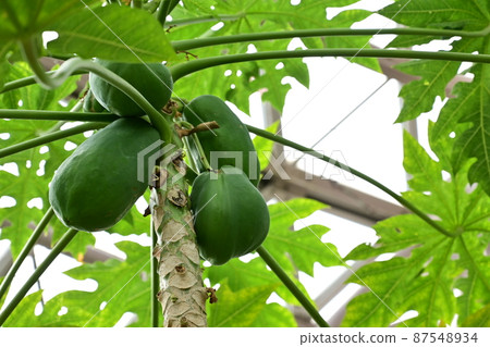 Papaya and wood before ripening 87548934