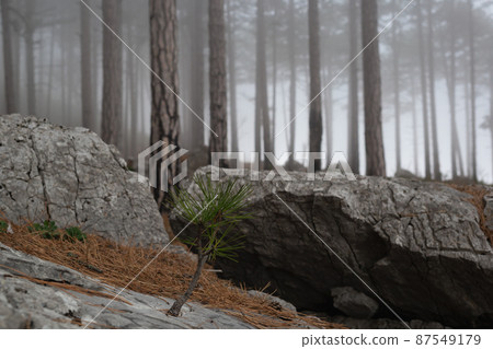 trees in the foggy forest. autumn landscape 87549179