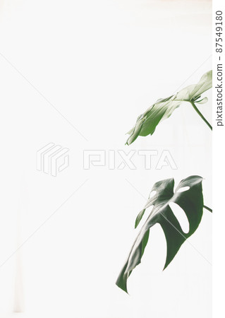 龜背竹在陽光下落葉 87549180