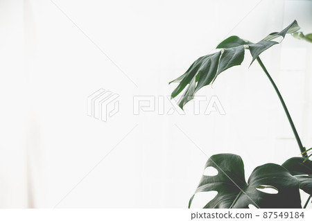 龜背竹在陽光下落葉 87549184