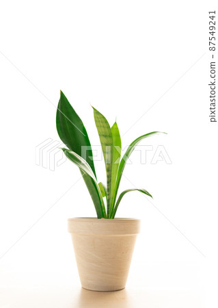陽光明媚的房間裡的植物 87549241