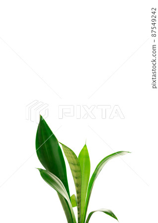 Plants in a sunny room 87549242