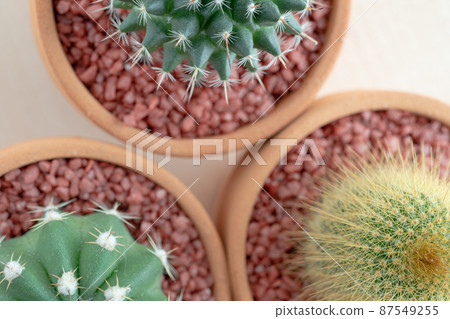 Top view of various cactus Top view of various cactus 87549255