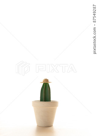 桌上花盆裡的仙人掌 87549287