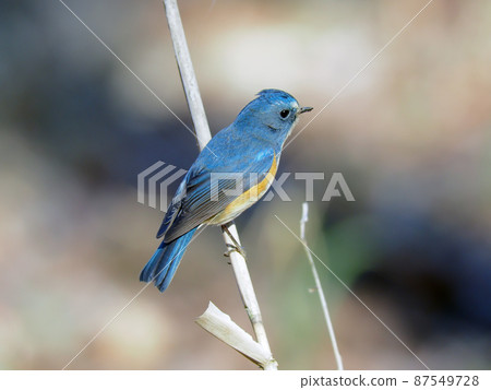 Ruribitaki Ruribitaki 87549728