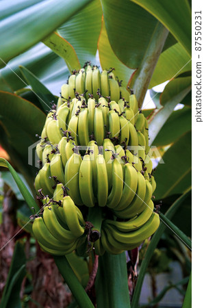 several bananas 87550231