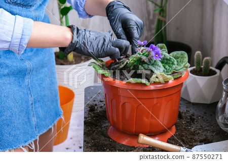 Woman gardener hands transplantion violet in a pot. Concept of home gardening and planting flowers in pot. Potted Saintpaulia violet flowers. Housewife taking care of home plants 87550271