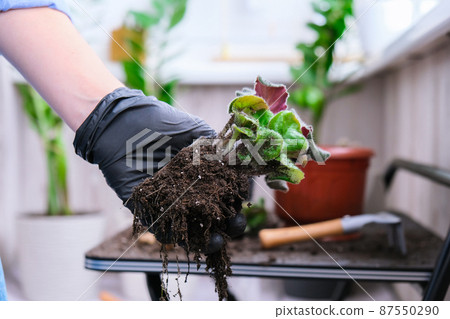 Woman gardener hands transplantion violet in a pot. Concept of home gardening and planting flowers in pot. Potted Saintpaulia violet flowers. Housewife taking care of home plants 87550290