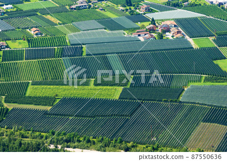 Apple Orchards in Sugana Valley or Valsugana - Trentino Alto Adige Italy Apple Orchards in Sugana Valley or Valsugana - Trentino Alto Adige Italy 87550636