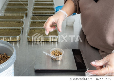 Planting micro-greens on mineral wool for growing seeds in a greenhouse. Micro-green farm. Production of vitamin nutrition, blurred focus Planting micro-greens on mineral wool for growing seeds in a greenhouse. Micro-green farm. Production of vitamin nutrition, blurred focus 87550689