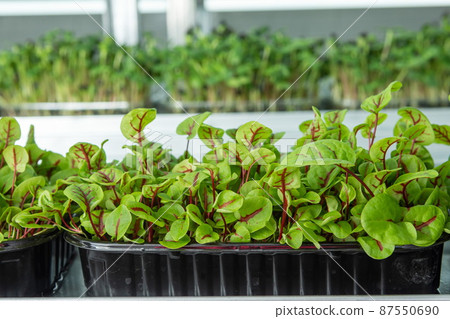 Juicy young shoots of micro-greenery close-up. Growing seeds in a greenhouse. Production of environmentally friendly vitamin nutrition, blurred focus Juicy young shoots of micro-greenery close-up. Growing seeds in a greenhouse. Production of environmentally friendly vitamin nutrition, blurred focus 87550690