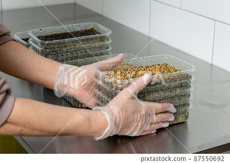 Planting micro-greens on mineral wool for growing seeds in a greenhouse. Micro-green farm. Production of vitamin nutrition,blurred focus Planting micro-greens on mineral wool for growing seeds in a greenhouse. Micro-green farm. Production of vitamin nutrition,blurred focus 87550692