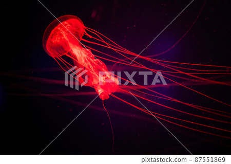 Magical shining jellyfish underwater in the dark. Red jellyfish in the sea. Sanderia malayensis - Amakusa jeryfish 87551869