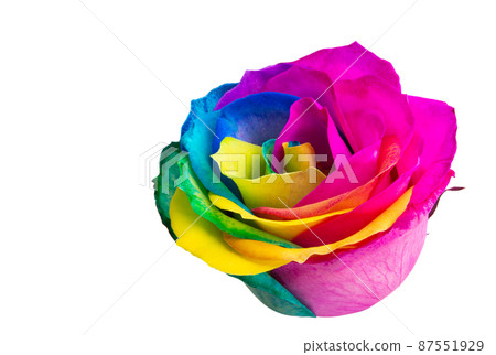 colored rose isolated 87551929