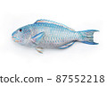 saltwater parrotfish as top view on white background 87552218