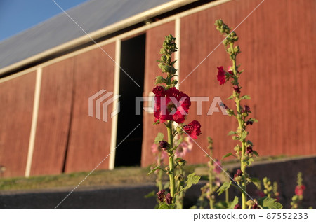 Red Hollyhocks Growing in front of Red Barn at Sunset Red Hollyhocks Growing in front of Red Barn at Sunset 87552233