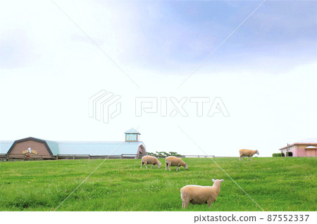 Sheep relaxing on the spacious green grasslands of Chiba Mother Farm Sheep relaxing on the spacious green grasslands of Chiba Mother Farm 87552337