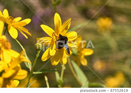 Large bee pollinating on a yellow daisy . 87552619