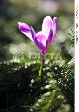 Spring flowering bulbs of purple Crocus flower Spring flowering bulbs of purple Crocus flower 87552678