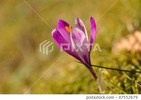 Spring flowering bulbs of purple Crocus flower. Crocus vernus 87552679