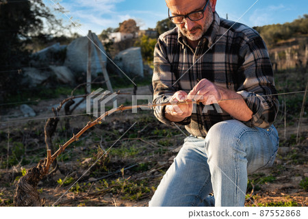 Farmer pruning the vine in winter. Agriculture. Farmer pruning the vine in winter. Agriculture. 87552868