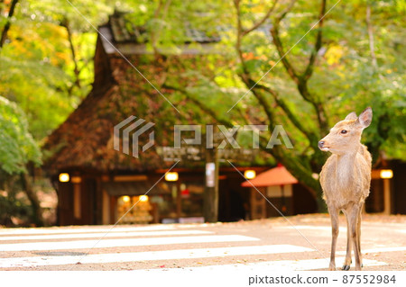 Female deer in front of Mizuya Chaya 87552984