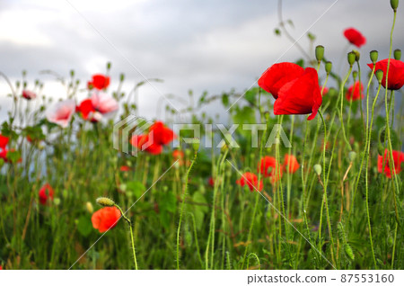 Meadow with beautiful bright red poppy flowers in spring 87553160