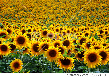 Sunflower field 87553161