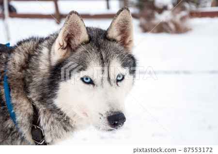 Siberian Husky dog Siberian Husky dog 87553172