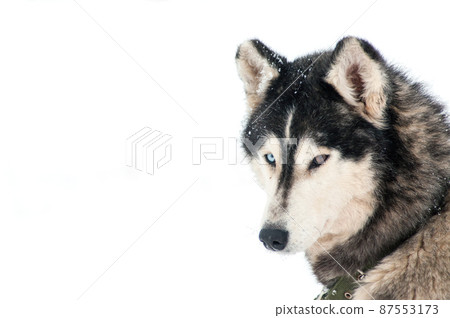Husky dog portrait 87553173