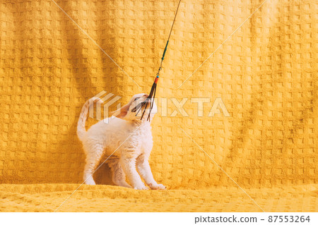 Happy Funny Small Little White Devon Rex Kitten Kitty Posing On Yellow Plaid Background. Short-haired Cat Of English Breed. Shorthair Pet Cat Happy Funny Small Little White Devon Rex Kitten Kitty Posing On Yellow Plaid Background. Short-haired Cat Of English Breed. Shorthair Pet Cat 87553264