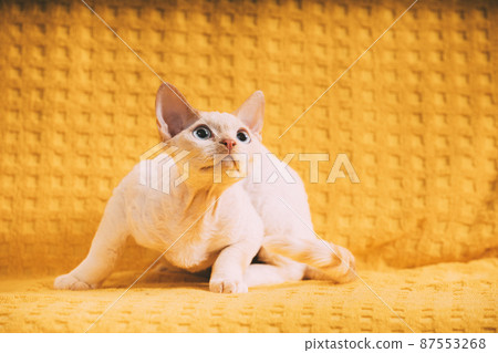 White Devon Rex Kitten Kitty. Short-haired Blue-eyed Cat Of English Breed On Yellow Plaid Background. Shorthair Pet Cat White Devon Rex Kitten Kitty. Short-haired Blue-eyed Cat Of English Breed On Yellow Plaid Background. Shorthair Pet Cat 87553268