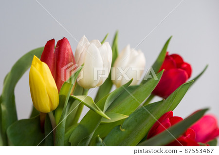 Fresh spring tulips on a white background, copy space Fresh spring tulips on a white background, copy space 87553467