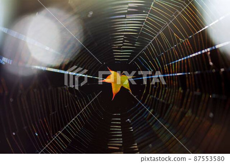 interference or refraction of sunlight in a spider web with an orange maple leaf in the middle interference or refraction of sunlight in a spider web with an orange maple leaf in the middle 87553580