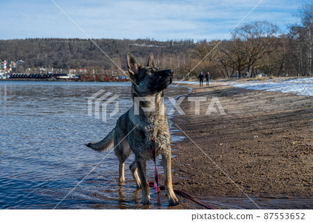 A young happy German Shepherd plays on a beach. Sable coloured working line breed A young happy German Shepherd plays on a beach. Sable coloured working line breed 87553652