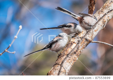 Two European long-tailed tits, latin name Aegithalos caudatus. Two birds sitting on a branch in a deciduous forest. Two European long-tailed tits, latin name Aegithalos caudatus. Two birds sitting on a branch in a deciduous forest. 87553699