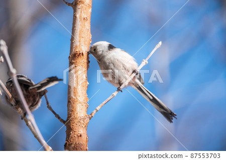 European long-tailed tit, latin name Aegithalos caudatus. A bird sitting on a branch in a deciduous forest. 87553703