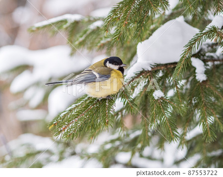 Cute bird Great tit, songbird sitting on the fir branch with snow in winter 87553722