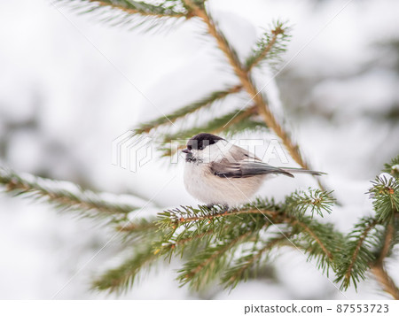 Cute bird the willow tit, song bird sitting on the fir branch with snow in winter 87553723